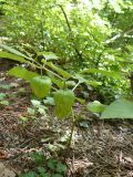 Alkekengi officinarum. Плодоносящее растение. Южный Берег Крыма, Ялта, р-н родника Бабу-Корыто. 27.06.2010.