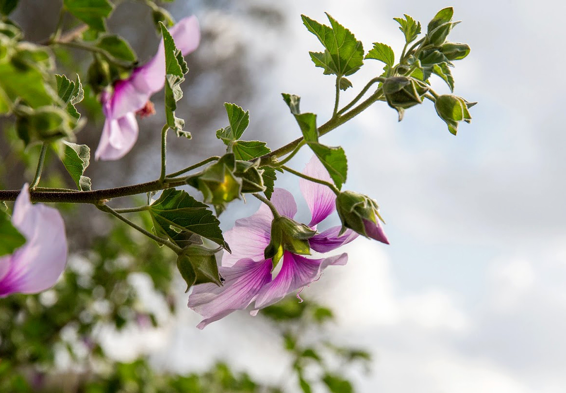 Image of Malva subovata specimen.