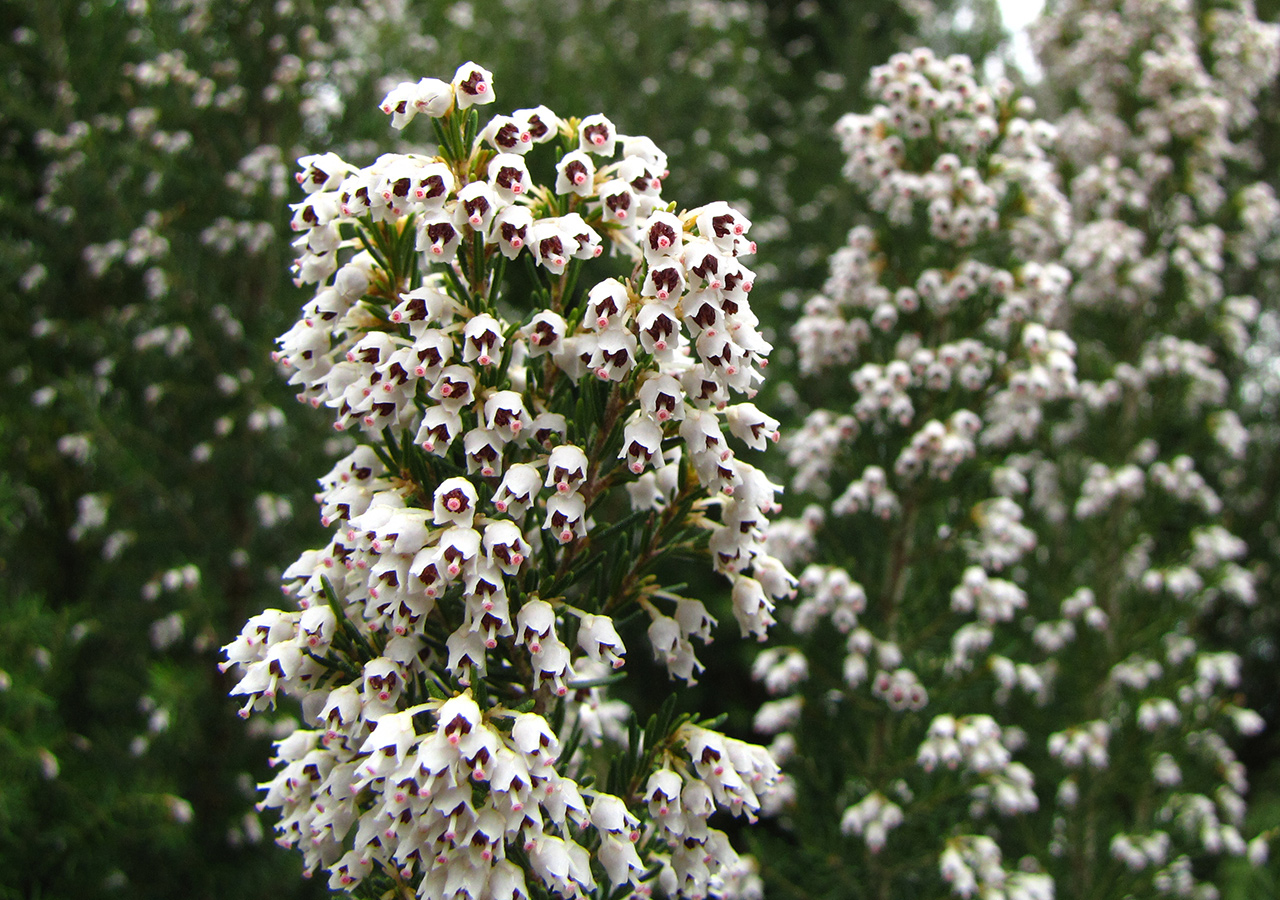 Image of Erica arborea specimen.