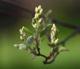 Amelanchier spicata. Соцветие с нераспустившимися цветками и молодые листья. Московская обл., Раменский р-н, окр. дер. Хрипань, садовый участок. 05.05.2019.