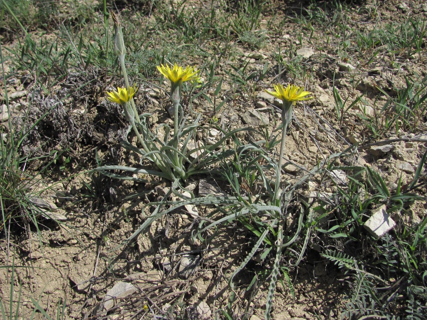 Image of Scorzonera czerepanovii specimen.