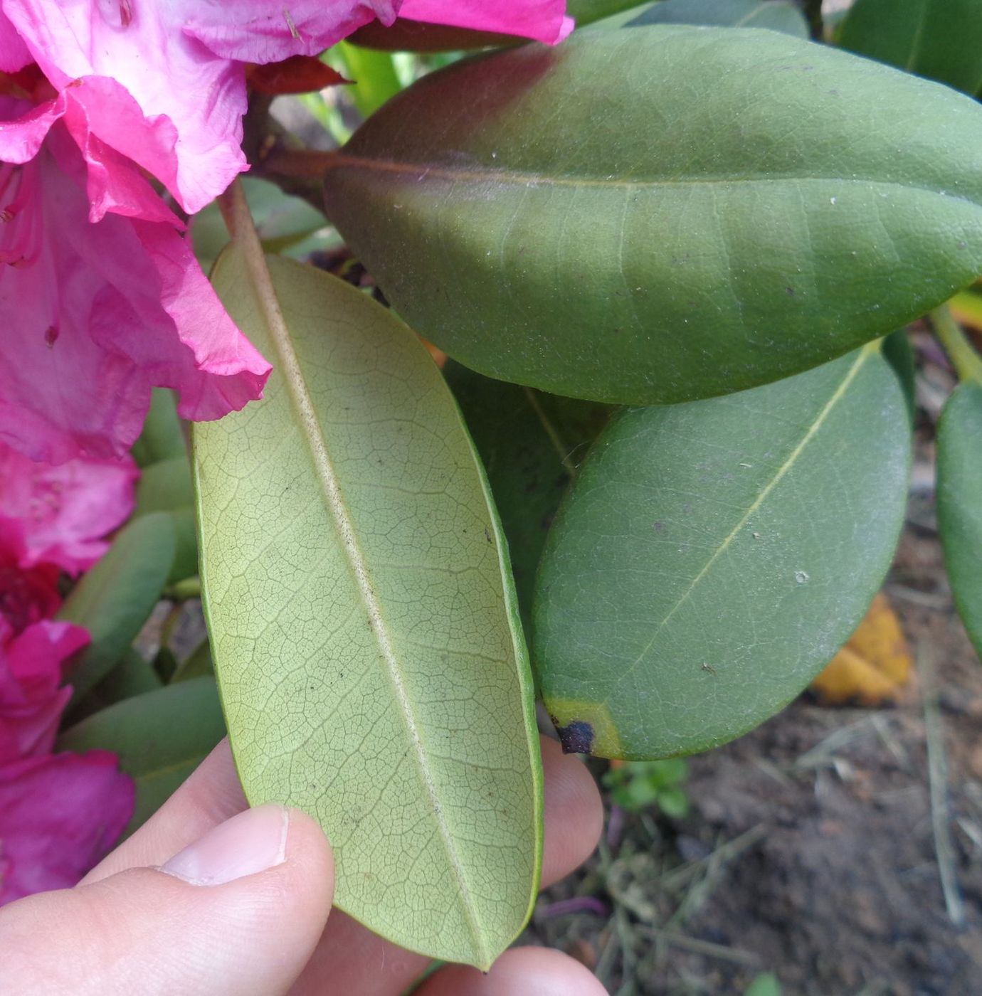 Image of genus Rhododendron specimen.