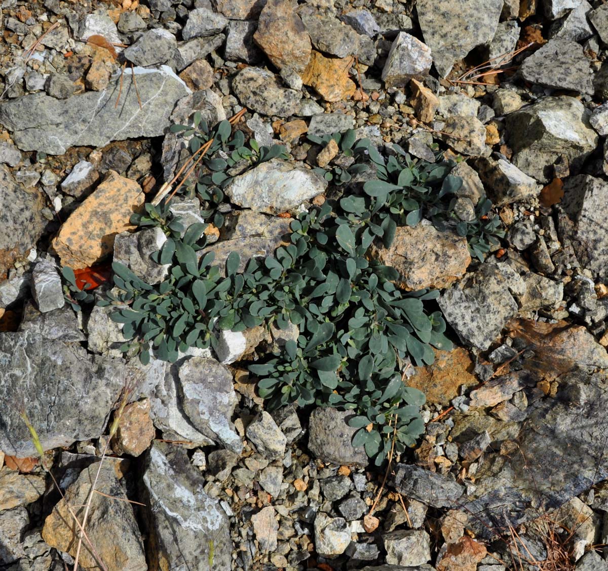 Изображение особи Saponaria cypria.