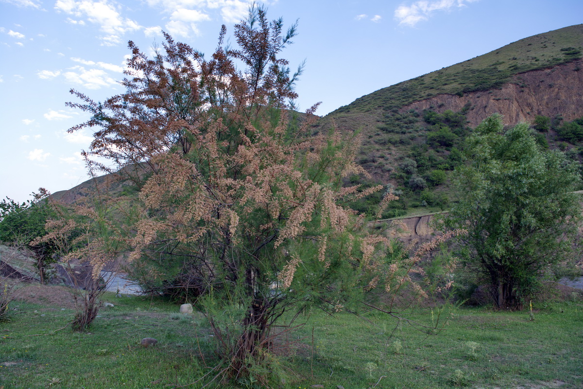 Image of genus Tamarix specimen.