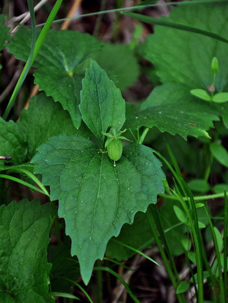 Image of Viola uniflora specimen.