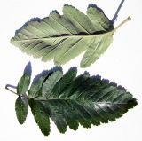 Image of specimen