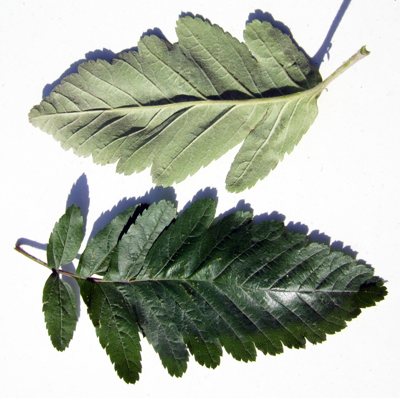 Image of Sorbus &times; thuringiaca specimen.