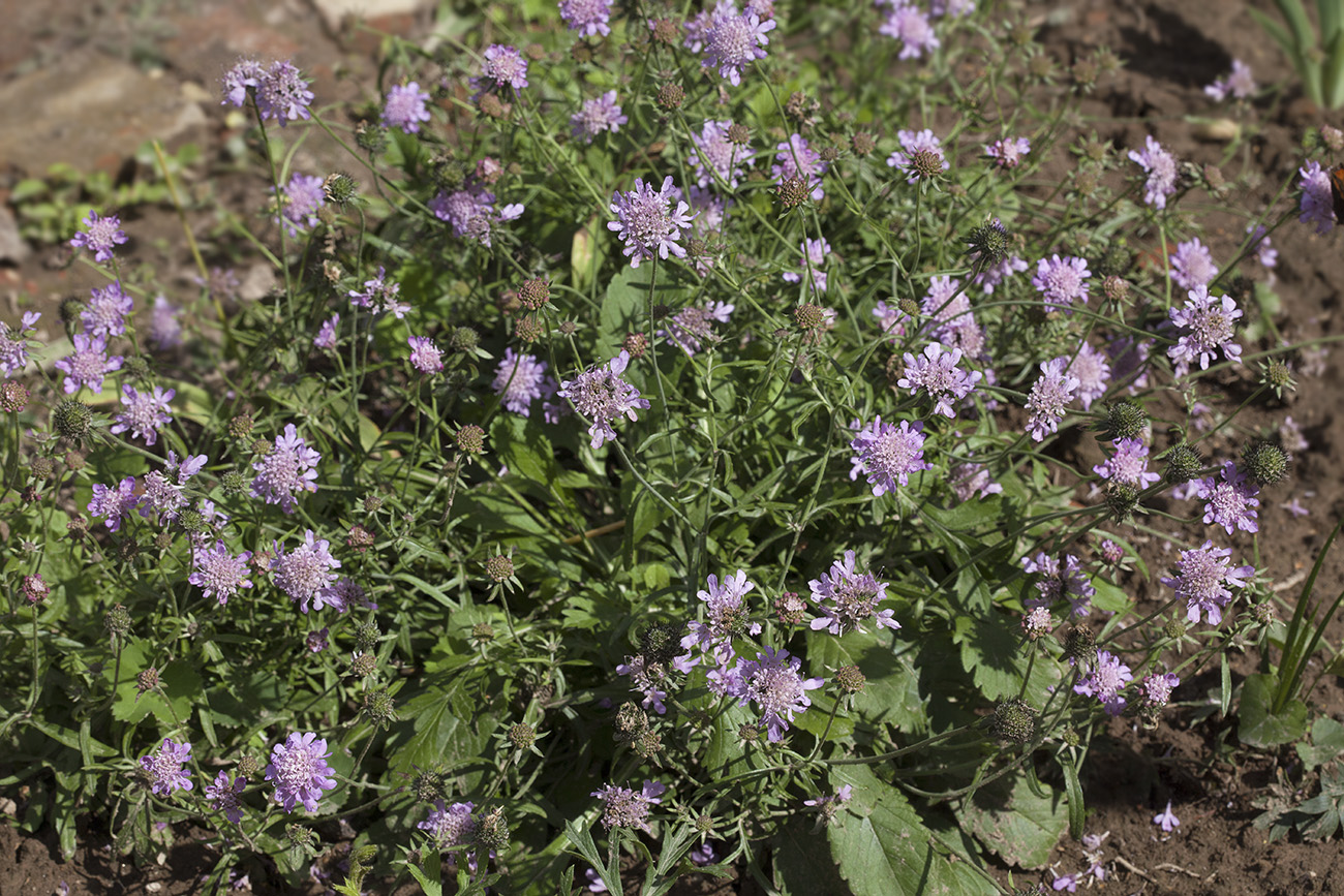 Изображение особи Scabiosa japonica.