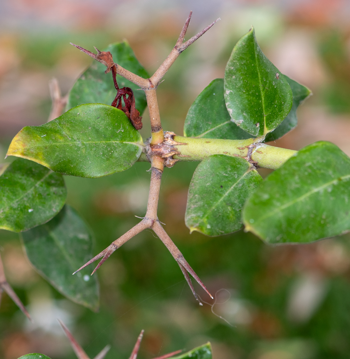 Image of Carissa macrocarpa specimen.