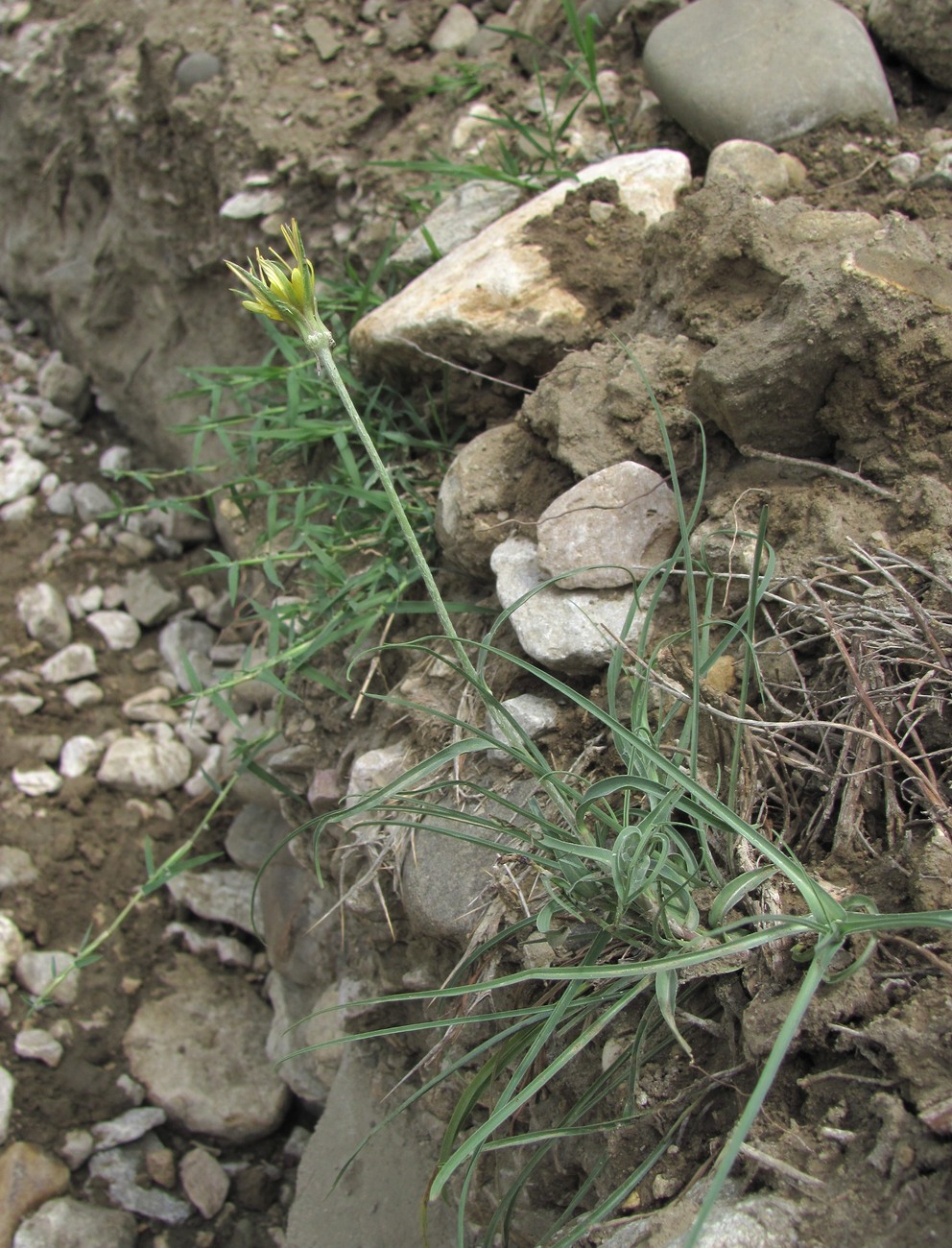 Изображение особи род Tragopogon.