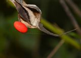 Erythrina herbacea