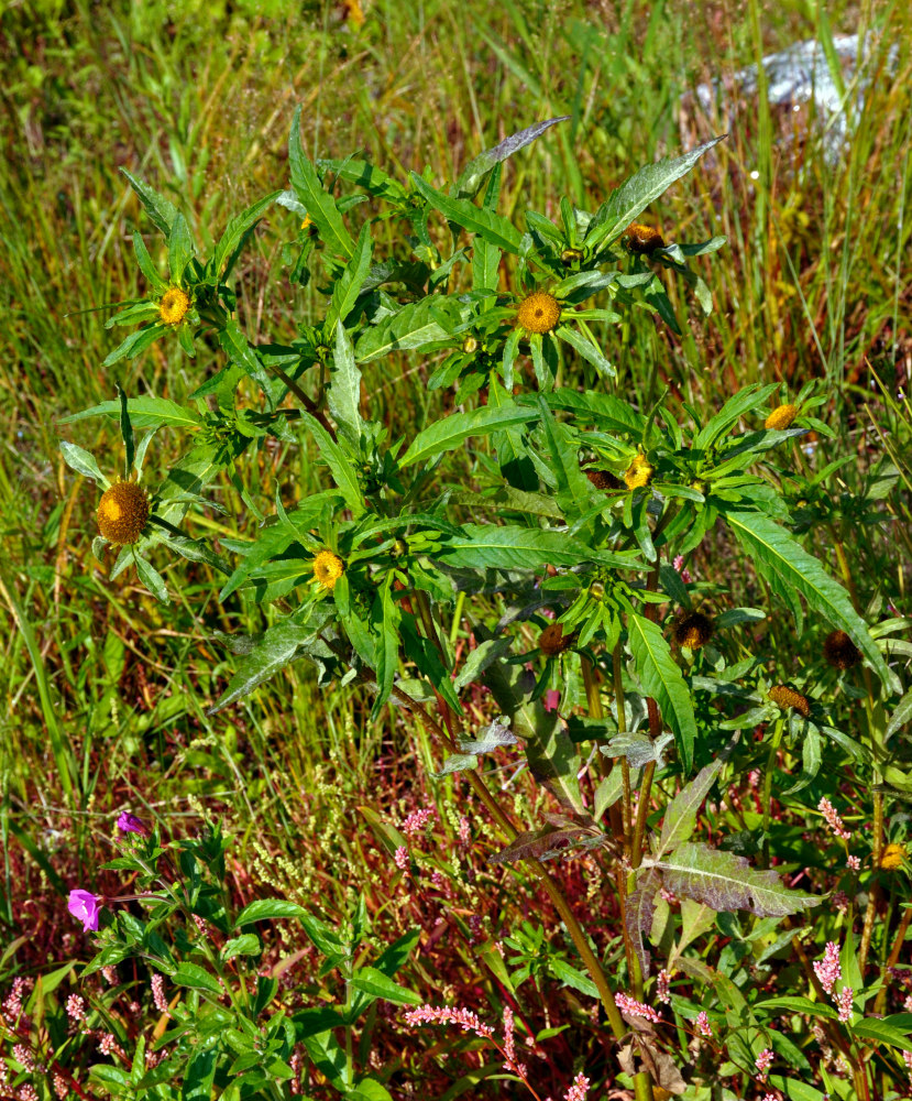 Image of Bidens radiata specimen.