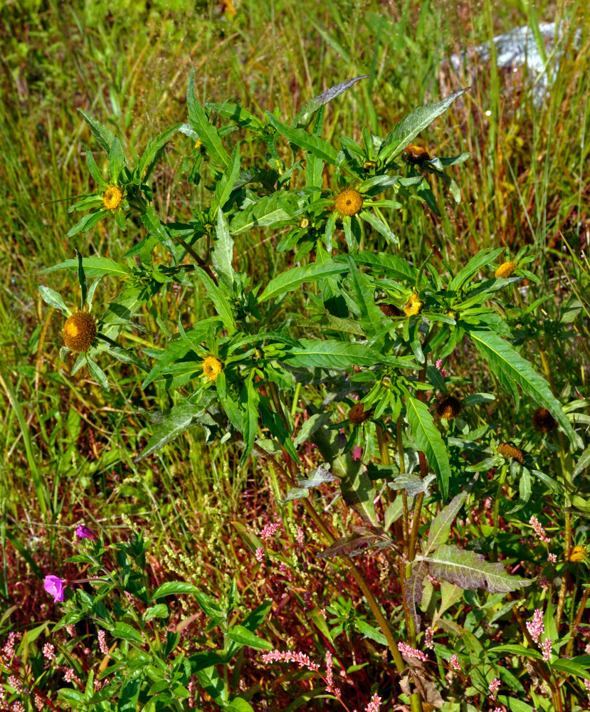 Изображение особи Bidens radiata.