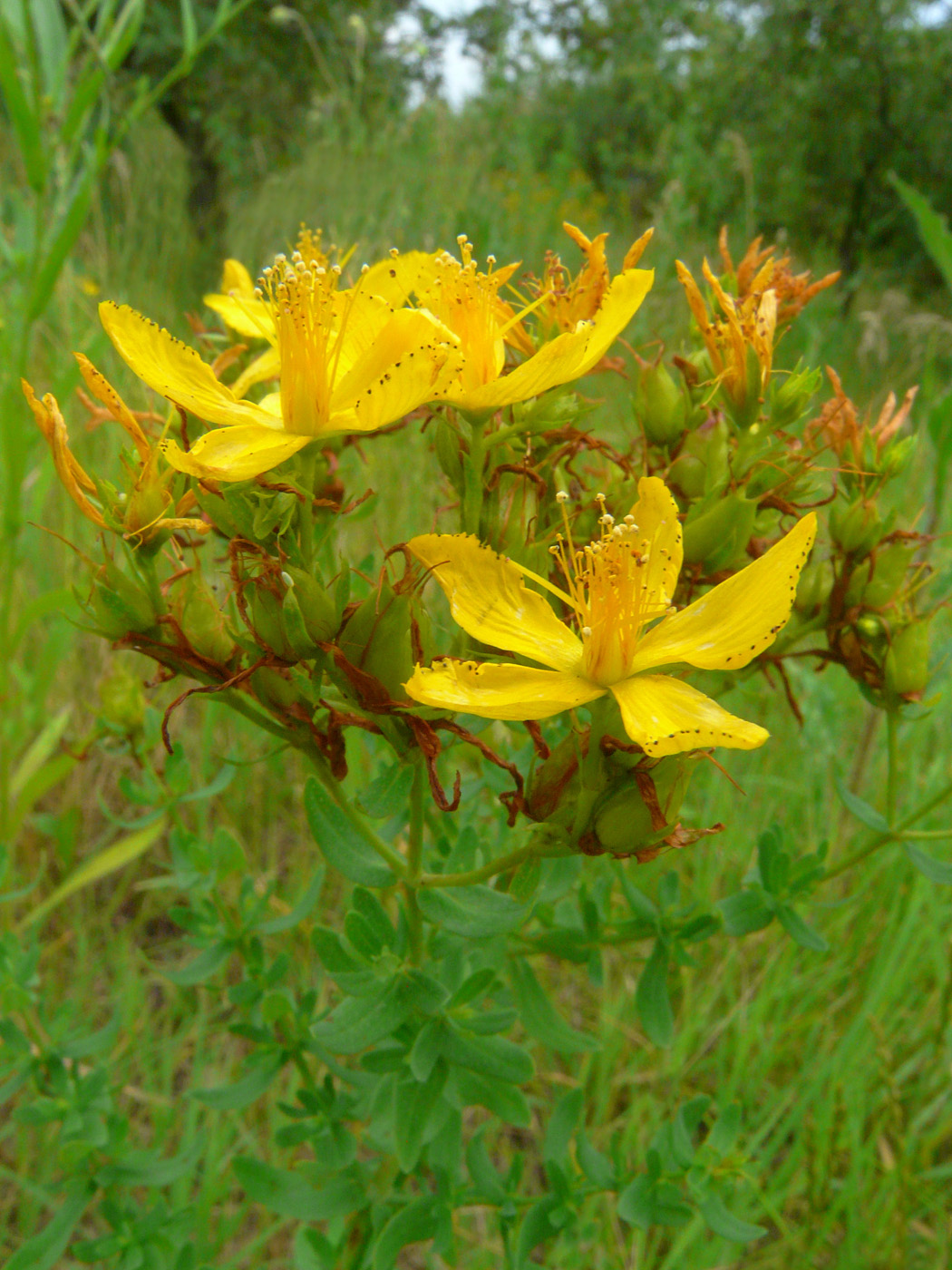 Изображение особи Hypericum perforatum.