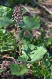 Petasites hybridus