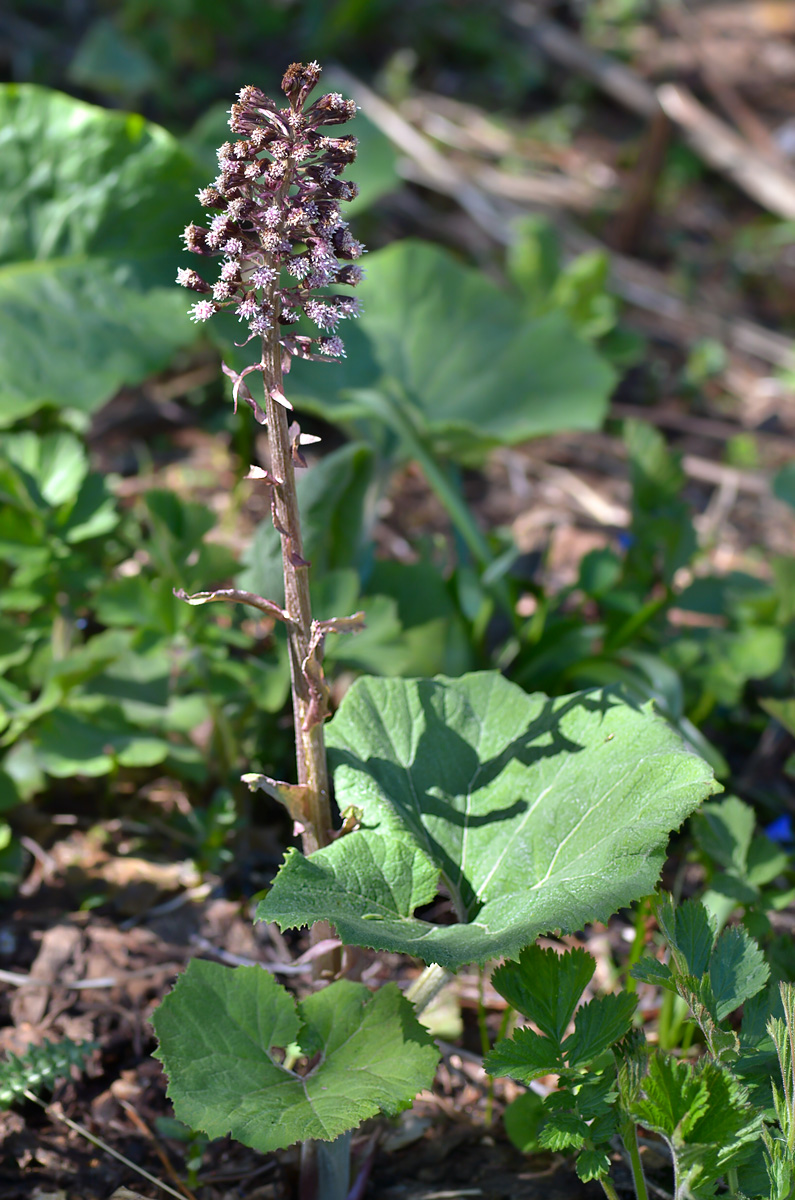 Image of Petasites hybridus specimen.