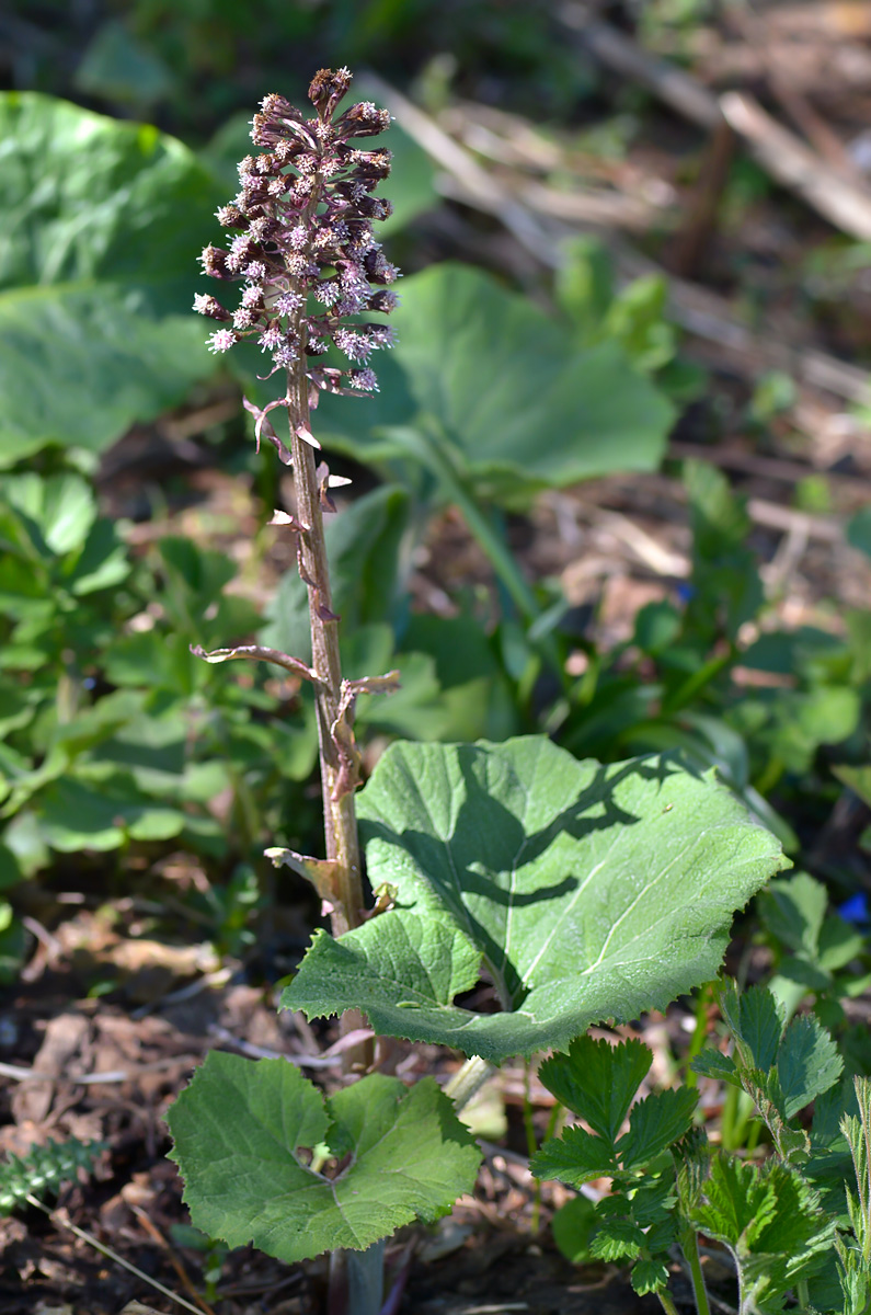 Изображение особи Petasites hybridus.