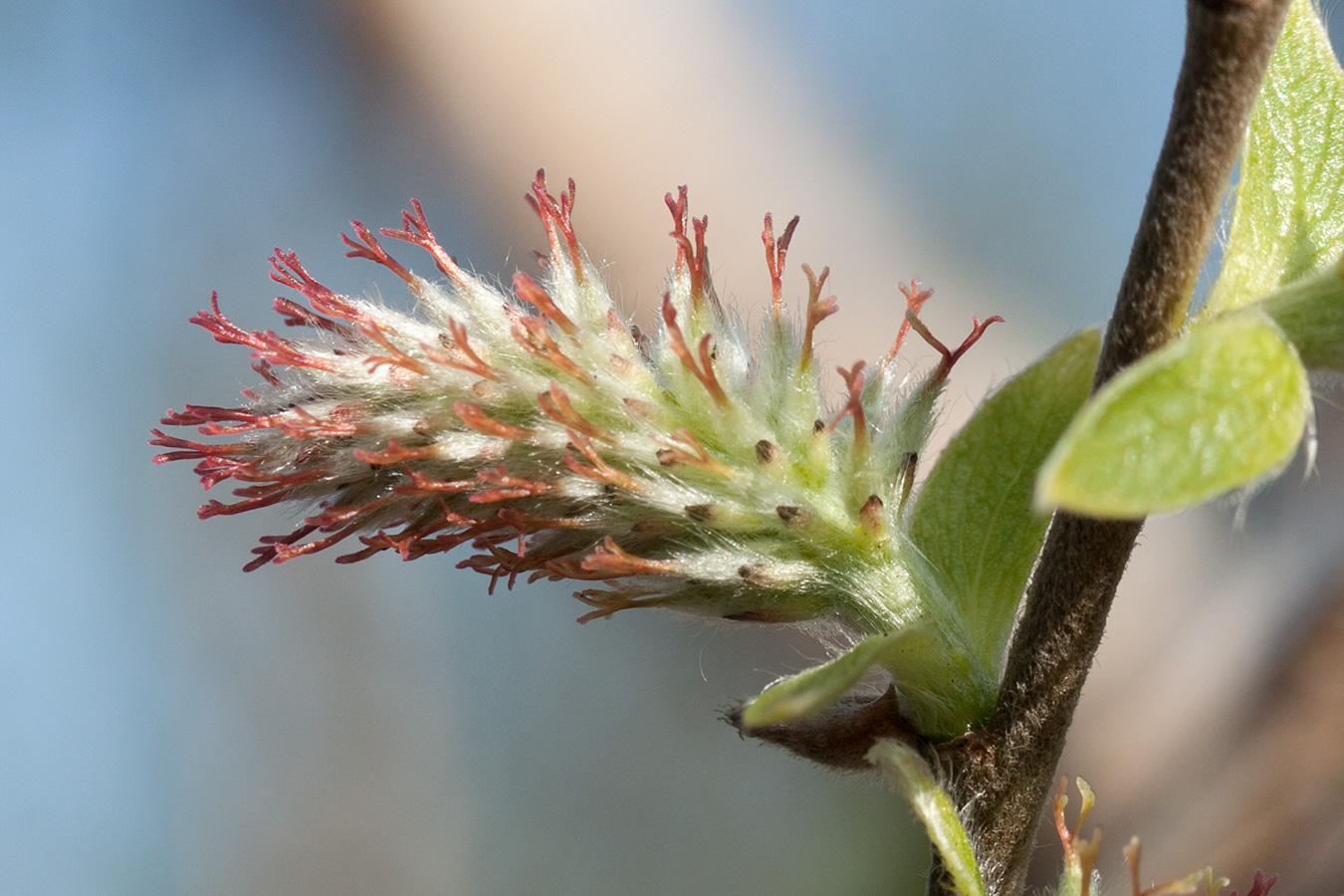 Image of Salix borealis specimen.