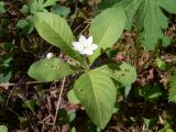 Trientalis europaea