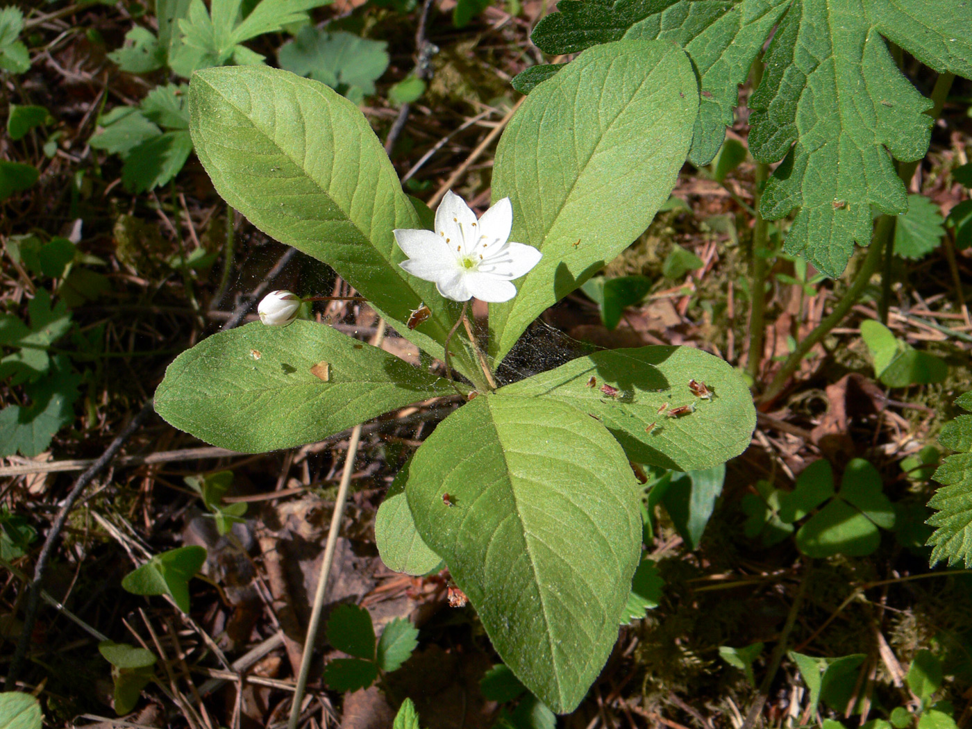 Изображение особи Trientalis europaea.