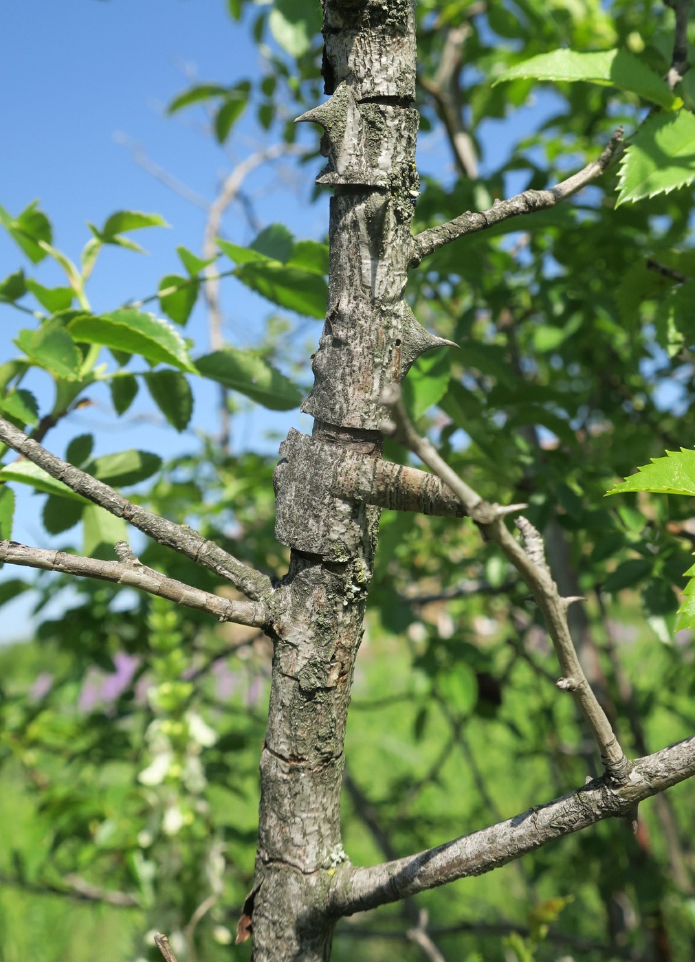 Изображение особи Rosa maeotica.