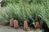 Banksia blechnifolia