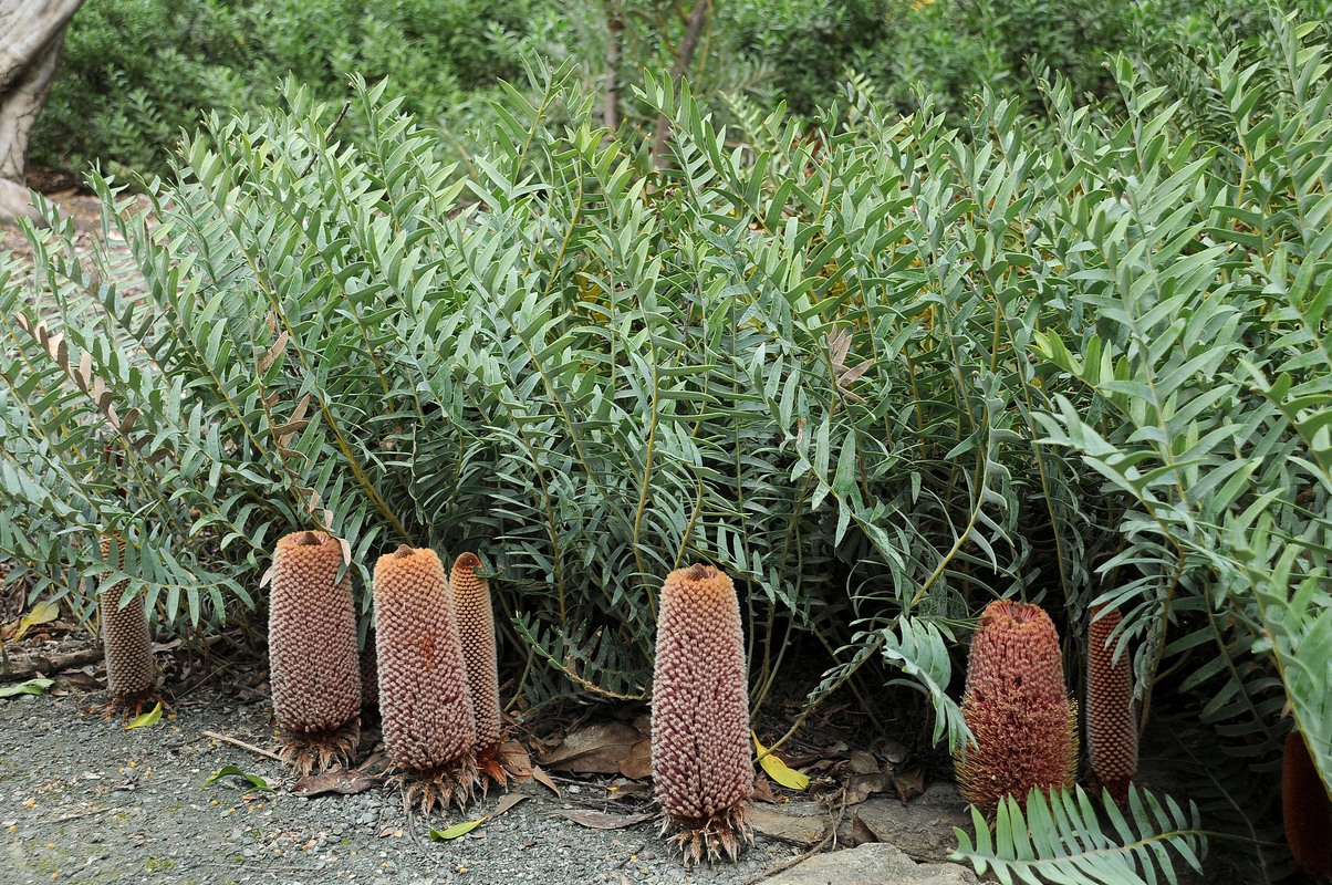 Image of Banksia blechnifolia specimen.