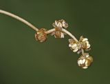 Potamogeton pectinatus