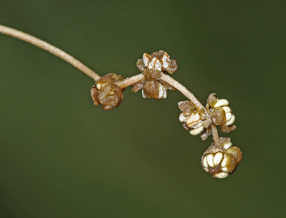 Image of Potamogeton pectinatus specimen.