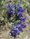 Dracocephalum nutans variety alpinum. Цветущие растения. Кыргызстан, Чуйская обл., Панфиловский р-н, южные окр. перевала Тоо-Ашуу. 24.05.2019.