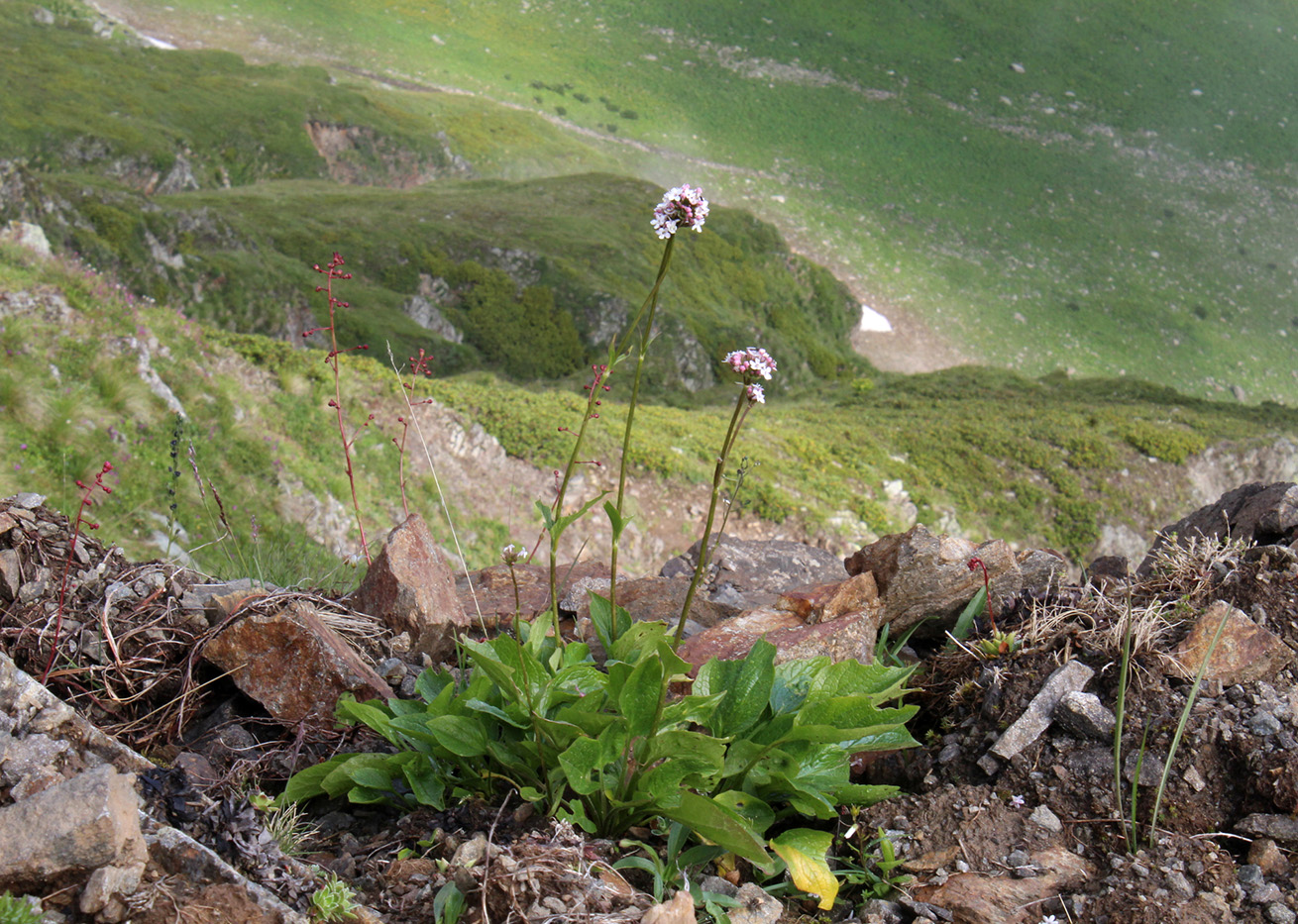 Изображение особи Valeriana alpestris.