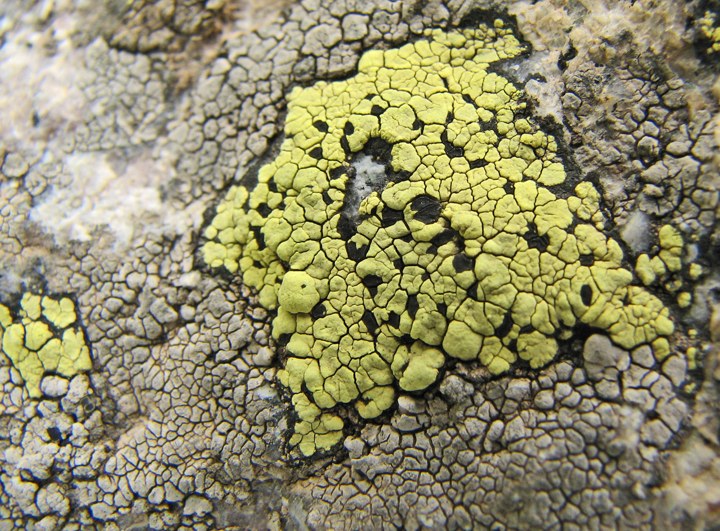 Image of Rhizocarpon geographicum specimen.