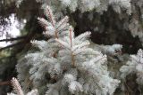 Picea pungens f. glauca