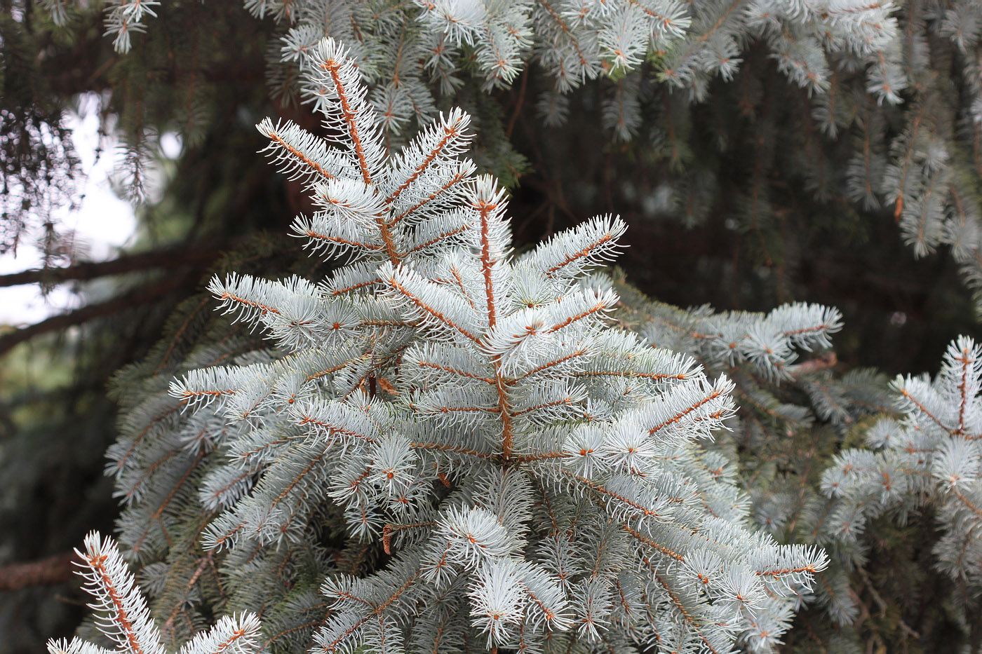 Image of Picea pungens f. glauca specimen.