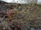 Salix phylicifolia. Ветви цветущего кустарника. Новгородская обл., берег оз. Ильмень, геологический памятник \"Ильменский глинт\", каменистый берег озера. 10.05.2019.