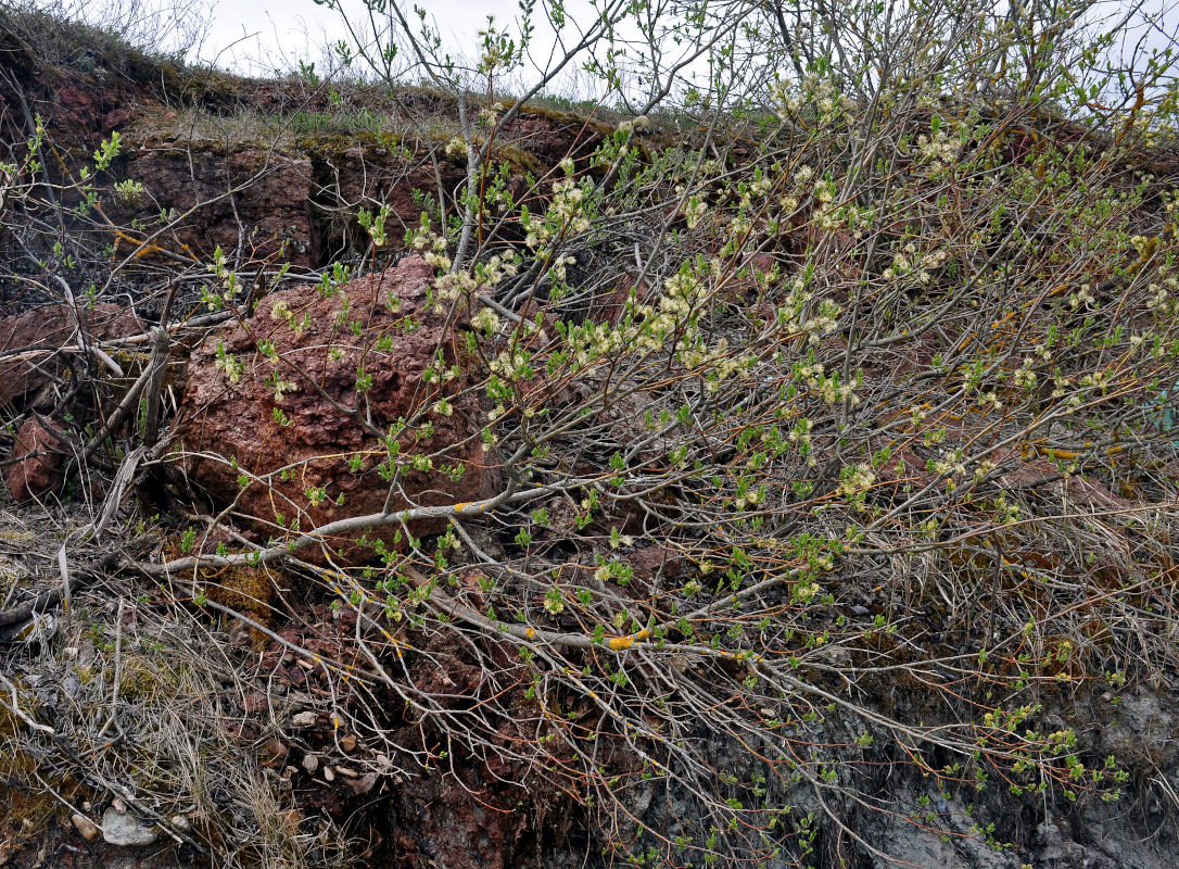 Image of Salix phylicifolia specimen.