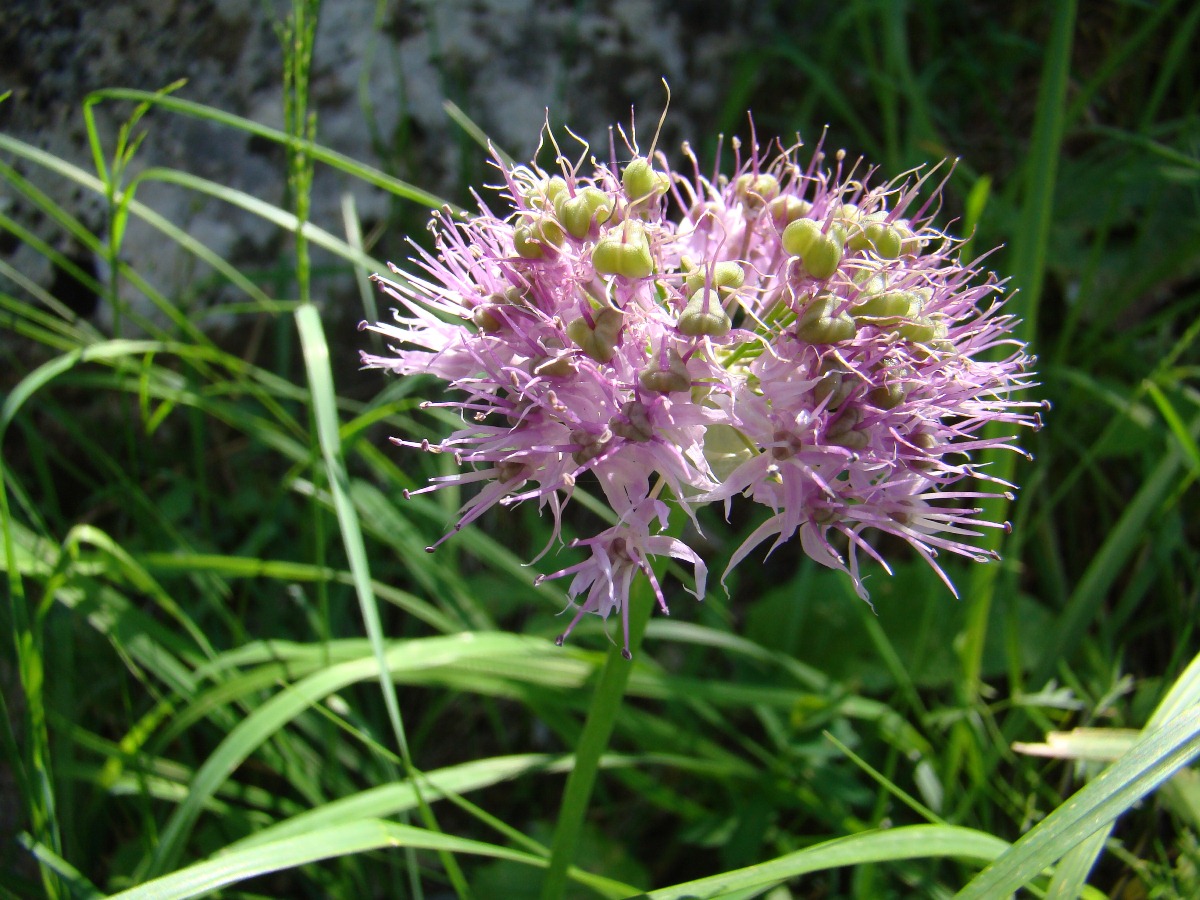 Изображение особи Allium schachimardanicum.