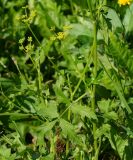 Pastinaca sylvestris