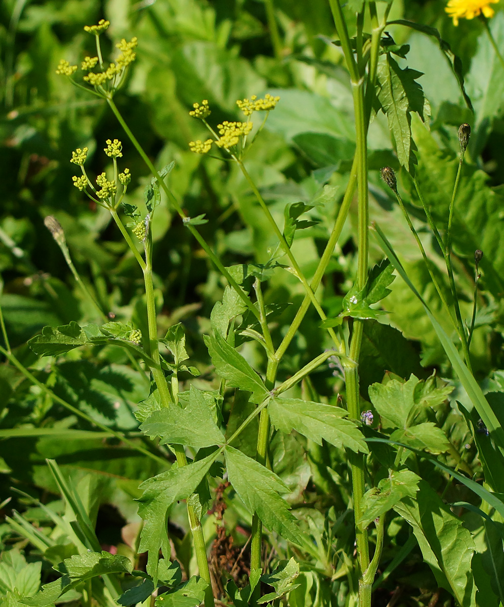 Изображение особи Pastinaca sylvestris.