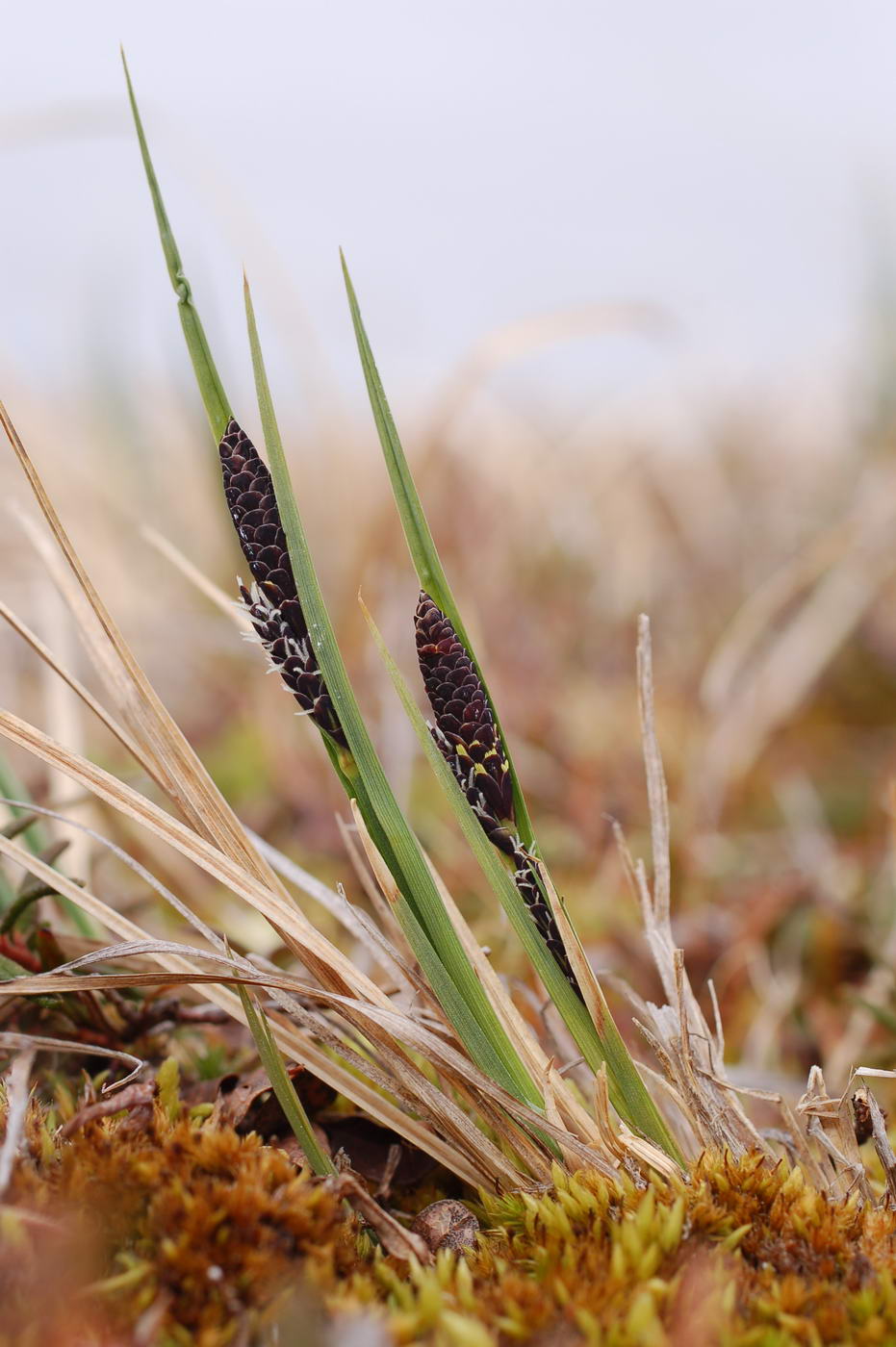 Image of genus Carex specimen.