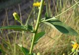 Hieracium pervagum