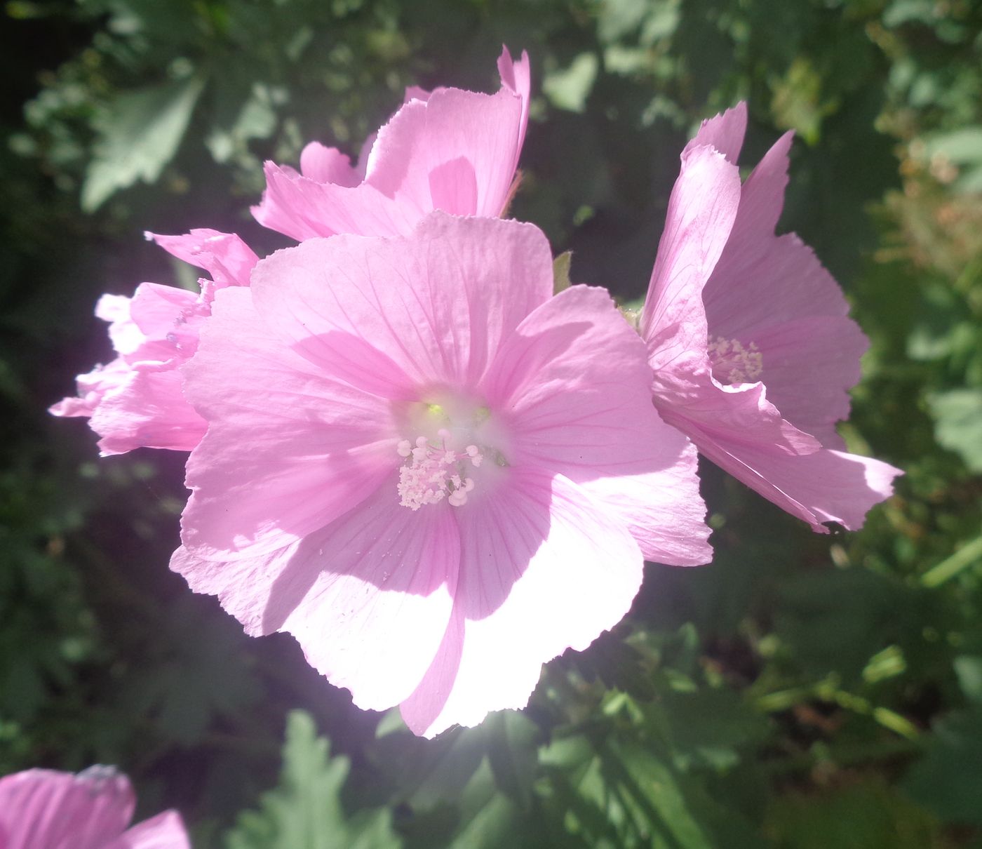 Image of Malva thuringiaca specimen.