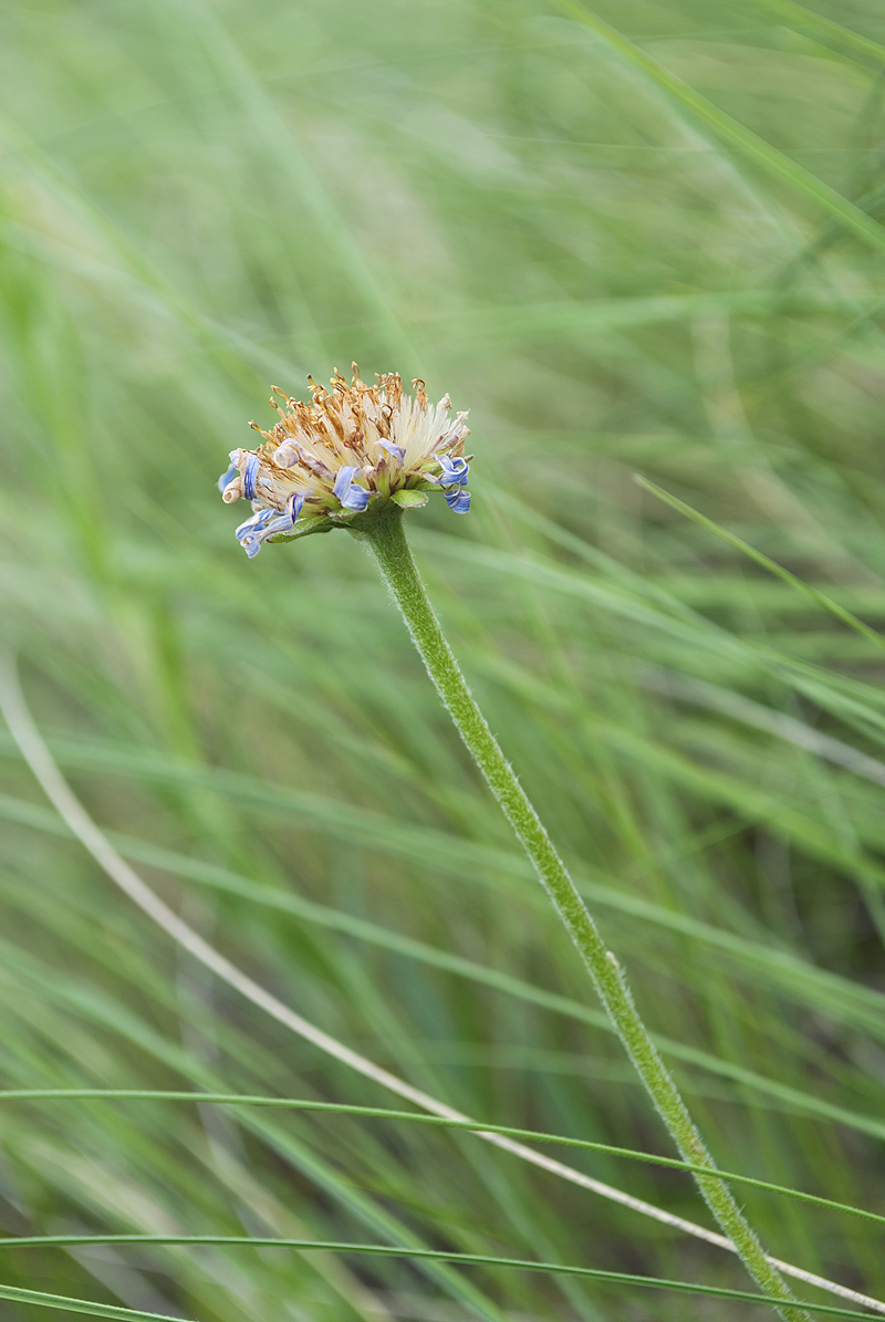 Image of Aster alpinus specimen.