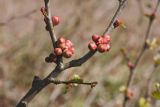 Chaenomeles japonica. Часть ветви с бутонами. Ленинградская обл., Ломоносовский р-н, дер. Дубки, в культуре. 02.05.2020.