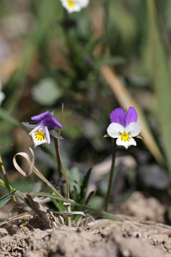 Изображение особи Viola tricolor.