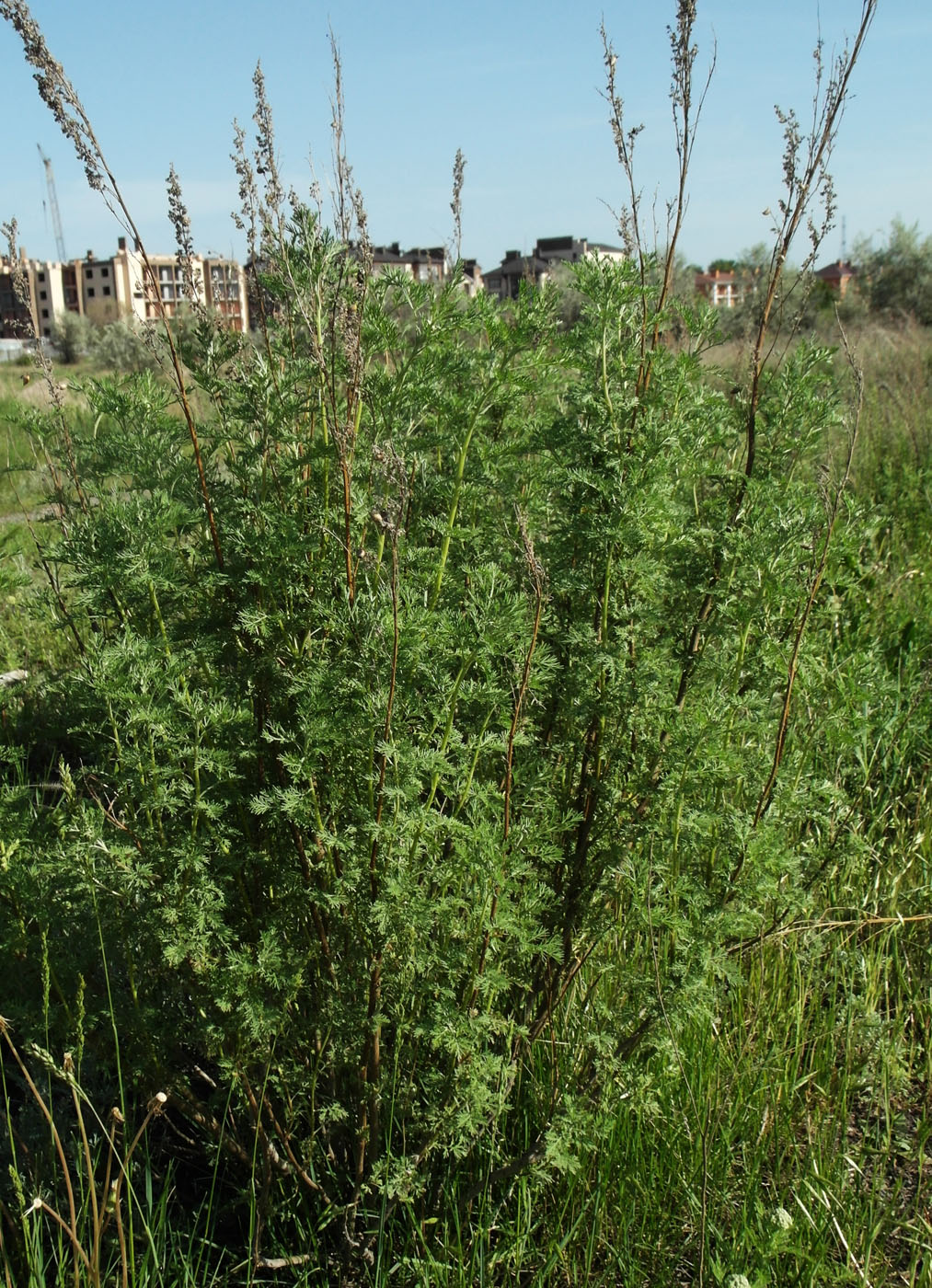 Image of Artemisia abrotanum specimen.