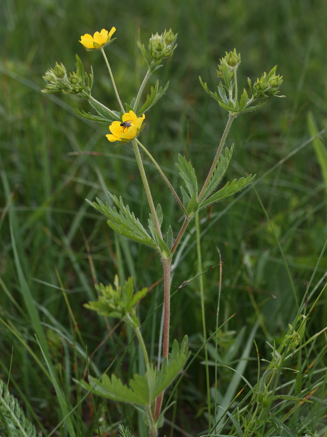 Image of Potentilla goldbachii specimen.