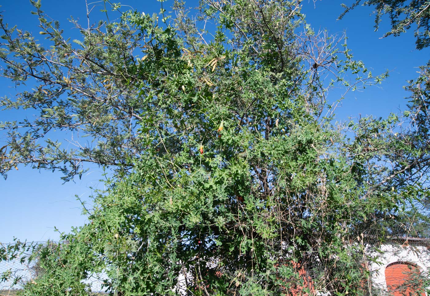 Image of Coccinia sessilifolia specimen.
