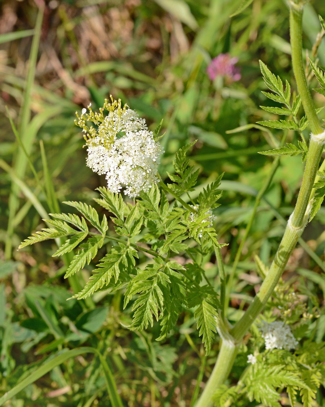 Изображение особи Anthriscus sylvestris.