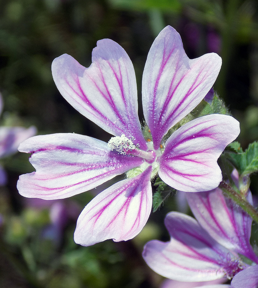 Image of Malva sylvestris specimen.